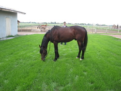 Froshinn