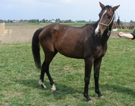 Lilla